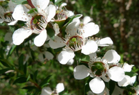Leptospermum Scoparium Blumensamen zur Aussaat robust Sorte Traditionssorte & ohne Gentechnik Samen Hausgarten