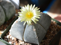 Astrophytum Myriosrigma Blumensamen zur Aussaat – duftend Blüten – Traditionssorte & ohne Gentechnik Samen Hausgarten