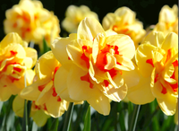 Gelb Rot gefüllt Petals Narzisse Narzisse Blumensamen zur Aussaat Halbschatten verträglich Traditionssorte & ohne Gentechnik Samen Hausgarten