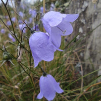 Harebell Blumensamen zur Aussaat – hochwertige Qualitäts- Traditionssorte & ohne Gentechnik Samen Hausgarten