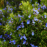 Rosemary Samen Blumensamen zur Aussaat hochwertige Qualitäts- Traditionssorte & ohne Gentechnik Samen Hausgarten
