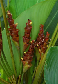 Braun Calathea Lutea Blumensamen zur Aussaat – Drought verträglich – Traditionssorte & ohne Gentechnik Samen Hausgarten