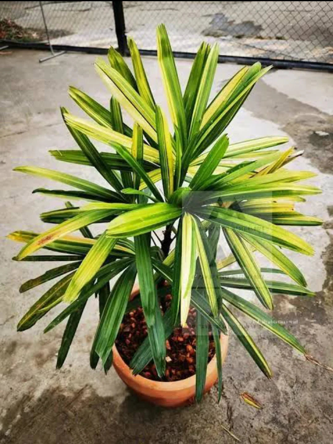 Rhapis Blumensamen zur Aussaat hochwertige Qualitäts- Traditionssorte & ohne Gentechnik Samen Hausgarten