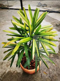 Rhapis Blumensamen zur Aussaat hochwertige Qualitäts- Traditionssorte & ohne Gentechnik Samen Hausgarten
