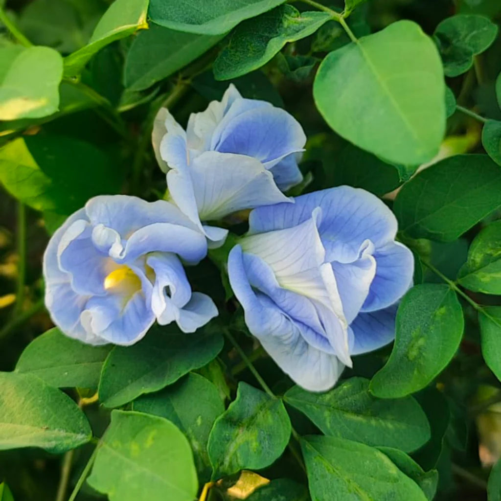 hell Blau Nezabudka Blumensamen zur Aussaat leuchtend Blüten Traditionssorte & ohne Gentechnik Samen Hausgarten