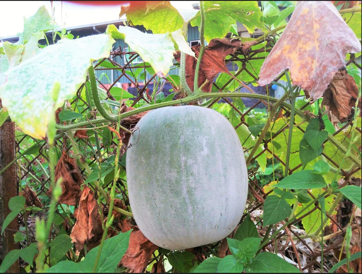 Weiß Wax Gourd Gemüse Samen zum Pflanzen