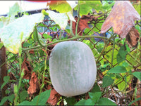 Weiß Wax Gourd Gemüse Samen zum Pflanzen