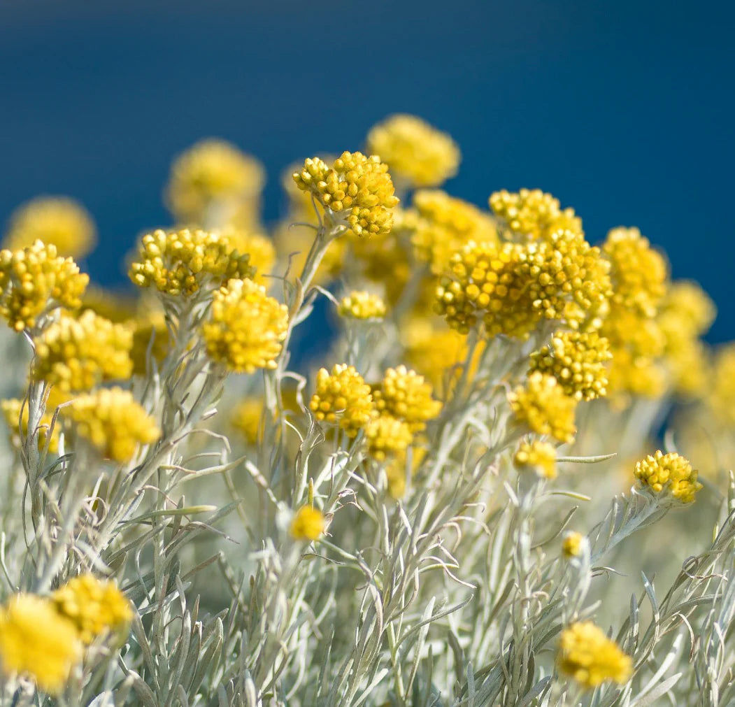 Helichrysum Blumensamen zur Aussaat ideal Rabatten Traditionssorte & ohne Gentechnik Samen Hausgarten