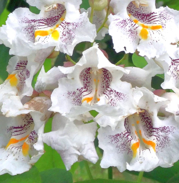 Weiß Catalpa Blumensamen zur Aussaat Drought verträglich Traditionssorte & ohne Gentechnik Samen Hausgarten