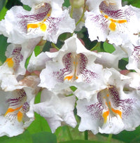 Weiß Catalpa Blumensamen zur Aussaat Drought verträglich Traditionssorte & ohne Gentechnik Samen Hausgarten