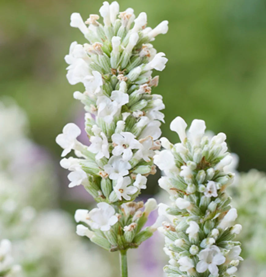 Weiß Lavendel Blumensamen Garten robust Sorte Traditionssorte & ohne Gentechnik Samen Hausgarten