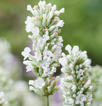 Weiß Lavendel Blumensamen Garten robust Sorte Traditionssorte & ohne Gentechnik Samen Hausgarten