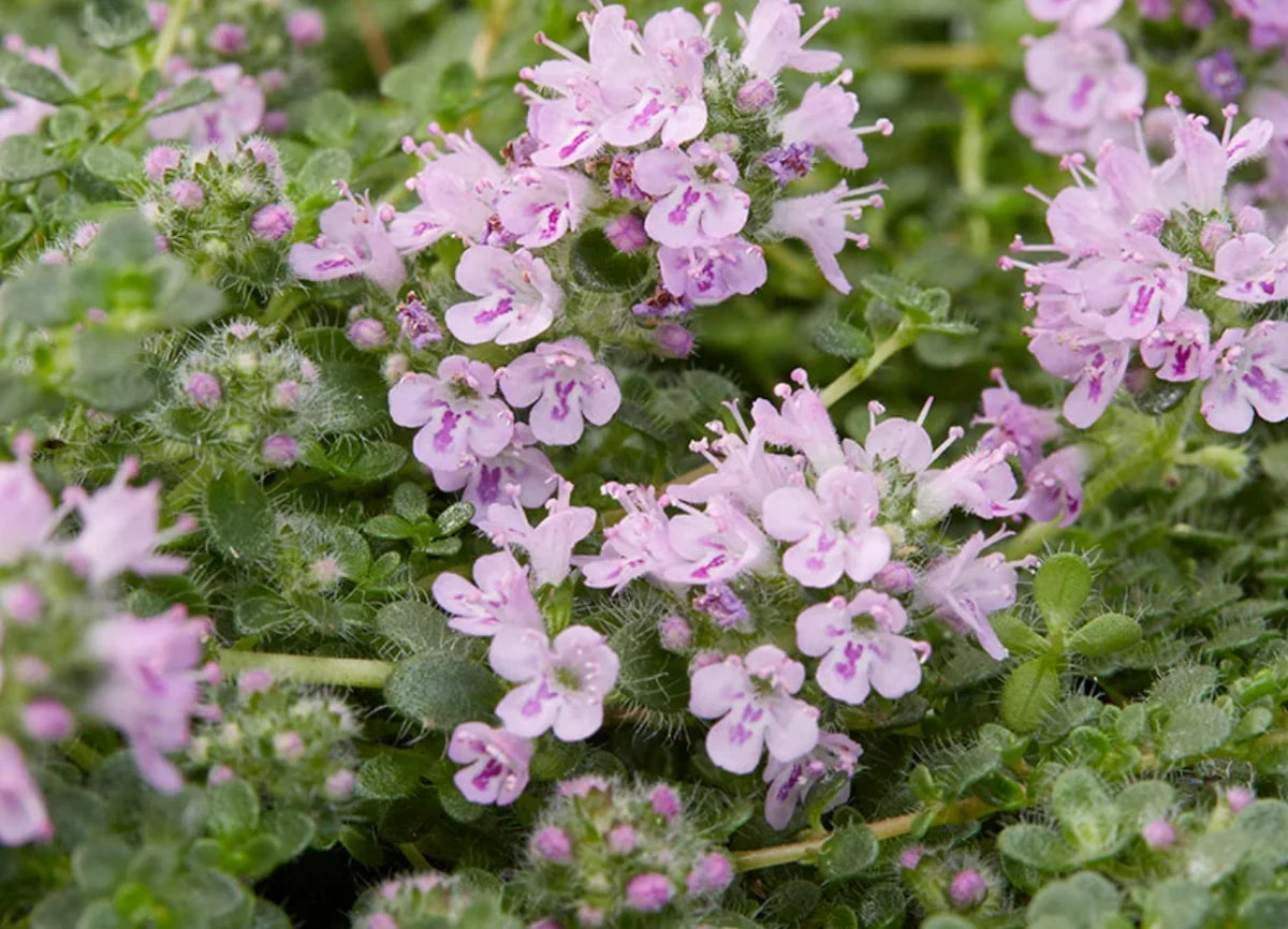 Rosa Creeping Thyme Blumensamen zur Aussaat Anzucht Traditionssorte & ohne Gentechnik Samen Hausgarten