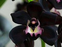 Schwarz Schmetterlingsorchidee Orchidee Blumensamen zur Aussaat Garten beliebt Traditionssorte & ohne Gentechnik Samen Hausgarten
