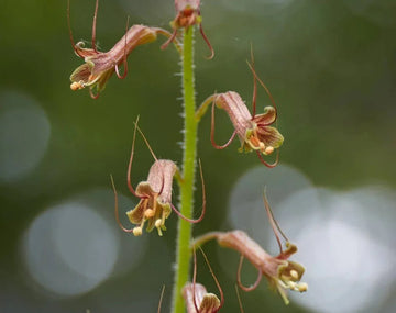Tolmiea Blumensamen einfache Aussaat