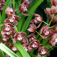 Bordeaux Cymbidium Orchidee Blumensamen zur Aussaat Landhaus Garten wichtig Traditionssorte & ohne Gentechnik Samen Hausgarten