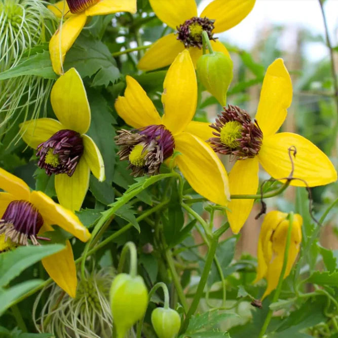 Gelb Tangutica Blume Samen zur Aussaat Kollektion