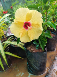Gelb Hibiskus Blumensamen zur Aussaat pflegeleicht Traditionssorte & ohne Gentechnik Samen Hausgarten