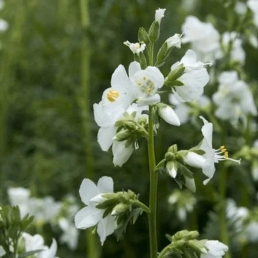 Jacob's Ladder Blumensamen zur Aussaat kompakt Wuchs Traditionssorte & ohne Gentechnik Samen Hausgarten