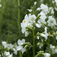 Jacob's Ladder Blumensamen zur Aussaat kompakt Wuchs Traditionssorte & ohne Gentechnik Samen Hausgarten