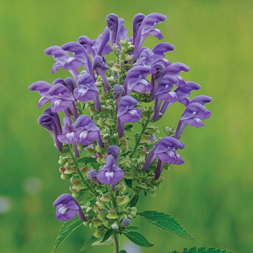 Blau Skullcap Blumensamen zur Aussaat – Halbschatten verträglich – Traditionssorte & ohne Gentechnik Samen Hausgarten