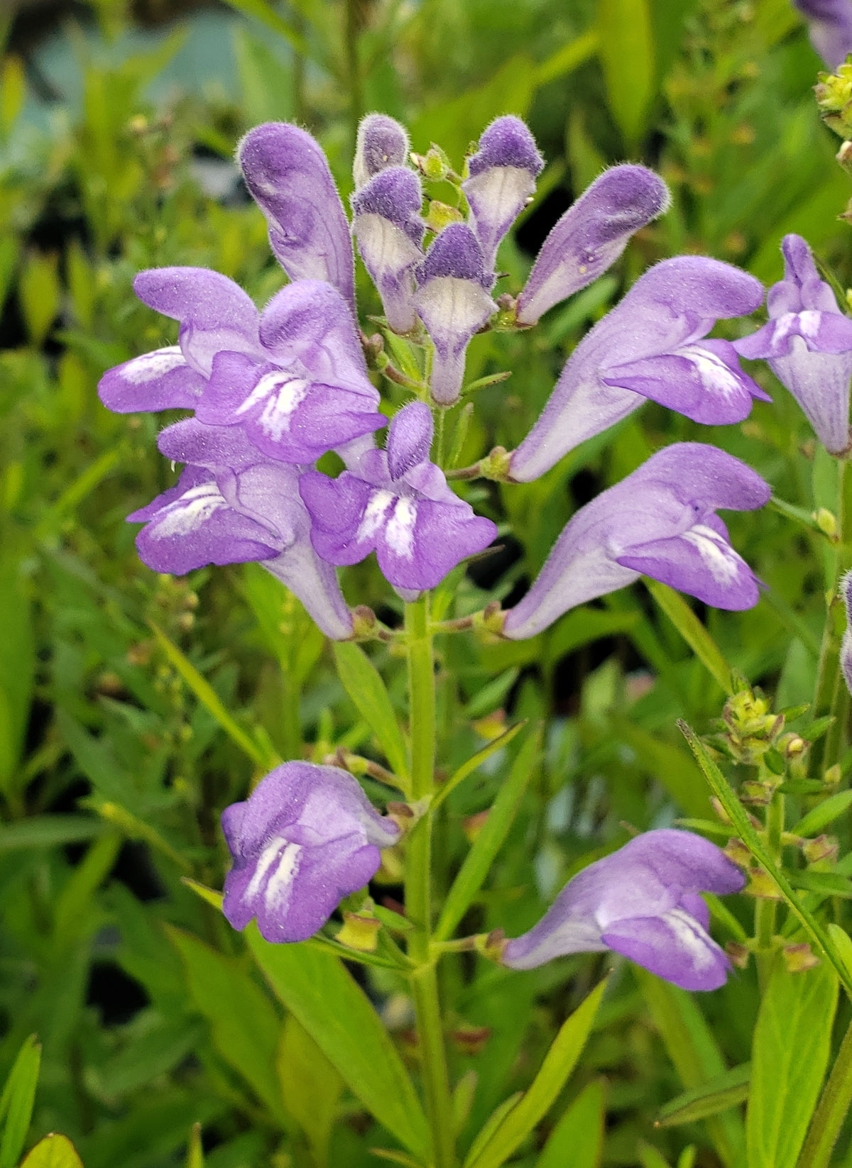 Lila Scutellaria Blumensamen zur Aussaat – Landhaus Garten wichtig – Traditionssorte & ohne Gentechnik Samen Hausgarten