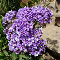 Gemischt Limonium Samen zur Aussaat farbenfroh einjährig Blumen