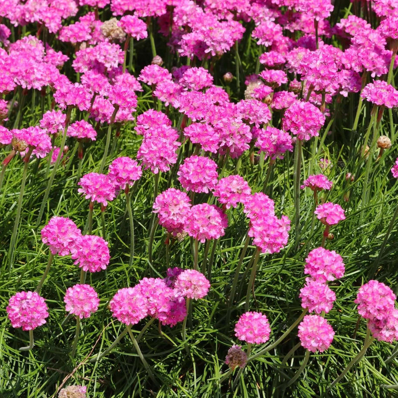 Sea Splendens rosa, semi di fiori da seminare, fiori profumati, varietà tradizionale e non OGM, semi per orto e giardino