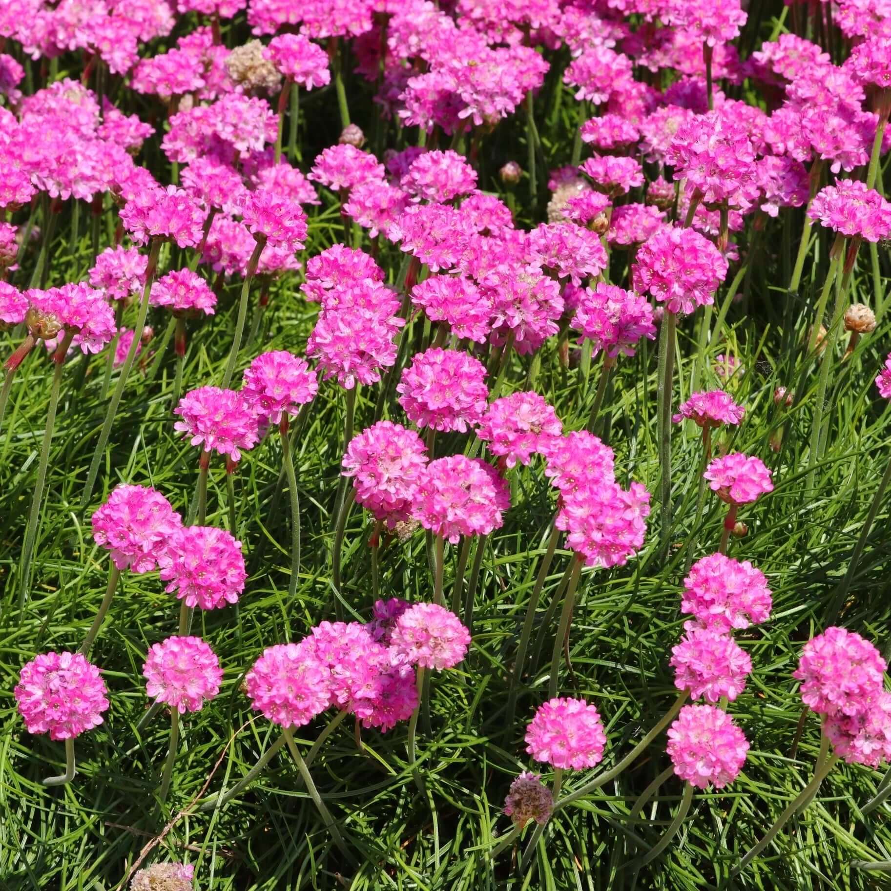 Rosa Splendens Sea Blumensamen zur Aussaat – duftend Blüten – Traditionssorte & ohne Gentechnik Samen Hausgarten