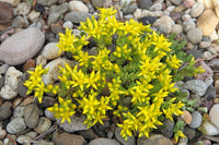 Low-maintenance sedum samen for landscapes