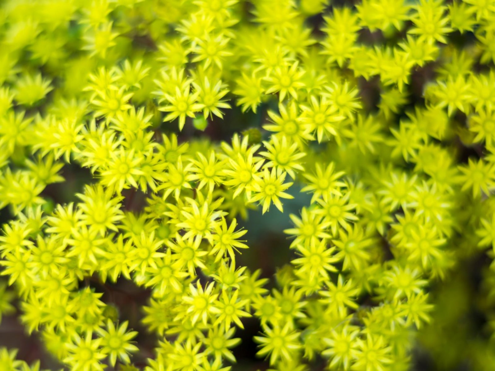 Non gmo sedum samen for gardening