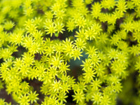 Non gmo sedum samen for gardening