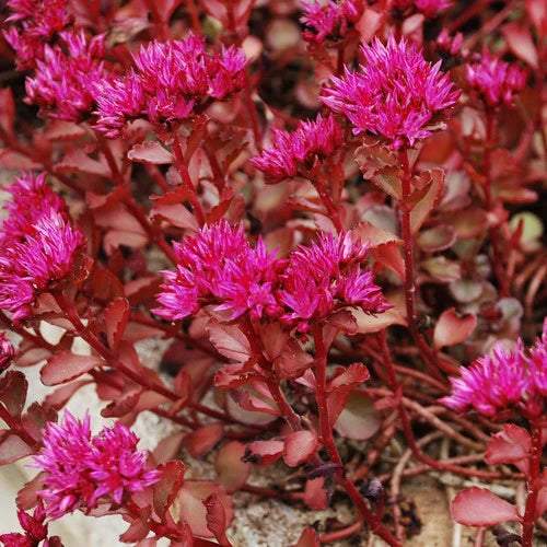 Non gmo sedum voodoo samen