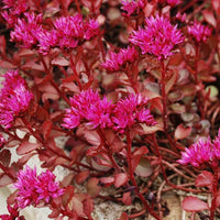 Non gmo sedum voodoo samen