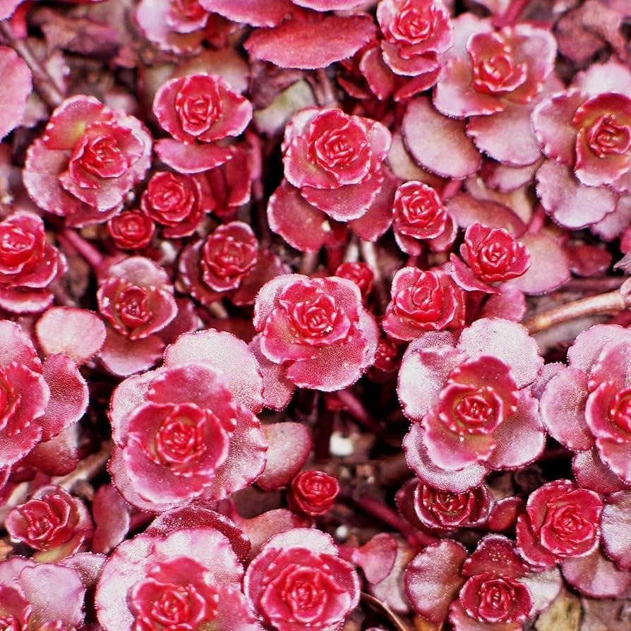 Sedum spurium flowering samen for gardens