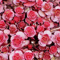 Sedum spurium flowering samen for gardens