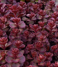 Non gmo sedum spurium samen
