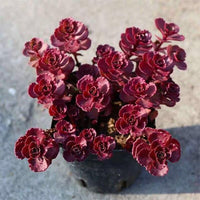 Hardy sedum spurium samen for anpflanzung