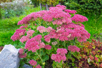 Stonecrop Blumensamen zur Aussaat saisonal Dauerblüher Traditionssorte & ohne Gentechnik Samen Hausgarten