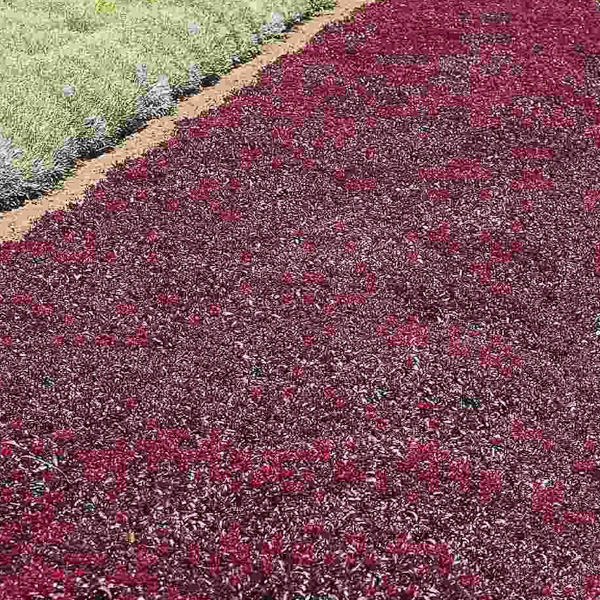 Ornamental sedum voodoo samen for landscapes