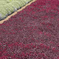 Ornamental sedum voodoo samen for landscapes