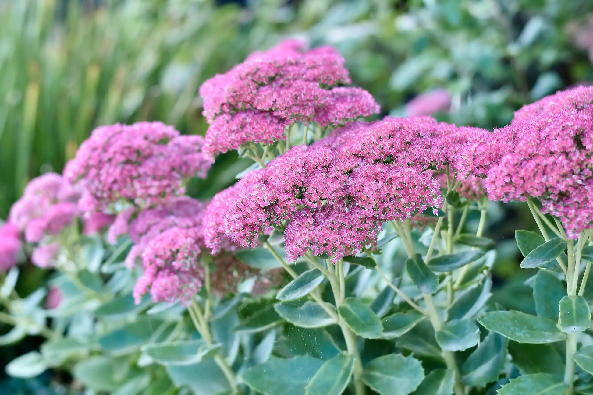 Spectabile Blumensamen zur Aussaat – pflegeleicht – Traditionssorte & ohne Gentechnik Samen Hausgarten