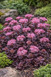Lila Sedum Blumensamen zur Aussaat Landhaus Garten wichtig Traditionssorte & ohne Gentechnik Samen Hausgarten