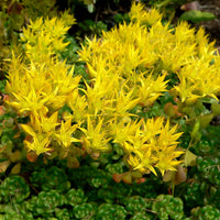 Gelb Sedum Oreganum Blumensamen zur Aussaat – Wildblume Mischung – Traditionssorte & ohne Gentechnik Samen Hausgarten