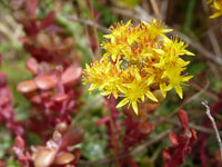 Gelb Stonecrop Blumensamen zur Aussaat – Garten beliebt – Traditionssorte & ohne Gentechnik Samen Hausgarten