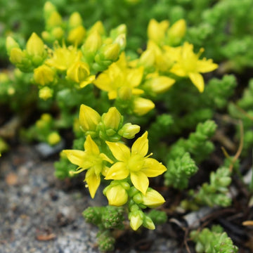 Sedum blume samen for anpflanzung long bloom season heirloom & gmo free samen for home garten 
 
 sale for anpflanzung in home garten