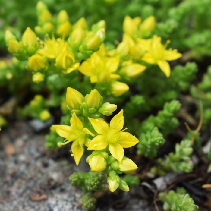 Sedum blume samen for anpflanzung long bloom season heirloom & gmo free samen for home garten 
 
 sale for anpflanzung in home garten