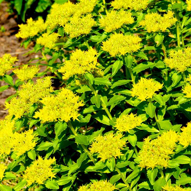 Gelb Aizoon Blumensamen zur Aussaat – ideal Rabatten – Traditionssorte & ohne Gentechnik Samen Hausgarten