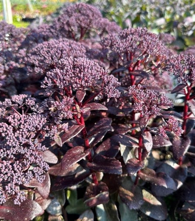 Lila Sedum Blumensamen zur Aussaat Landhaus Garten wichtig Traditionssorte & ohne Gentechnik Samen Hausgarten