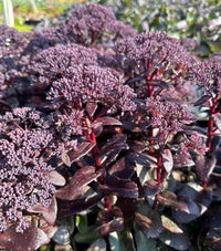 Lila Sedum Blumensamen zur Aussaat Landhaus Garten wichtig Traditionssorte & ohne Gentechnik Samen Hausgarten